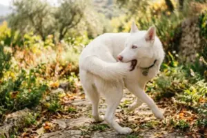 Comportamenti “strani” nei pet: quando sono normali e quando invece sono un segnale