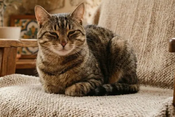 Gatti maleducati: i segreti per correggere i loro comportamenti