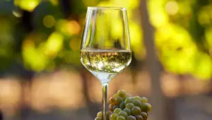 Cresce l’export dei bianchi fermi siciliani, +2,4% nonostante i dazi