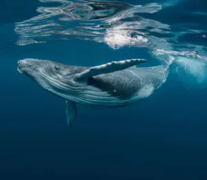 Il linguaggio segreto delle balene: come comunicano i giganti degli oceani
