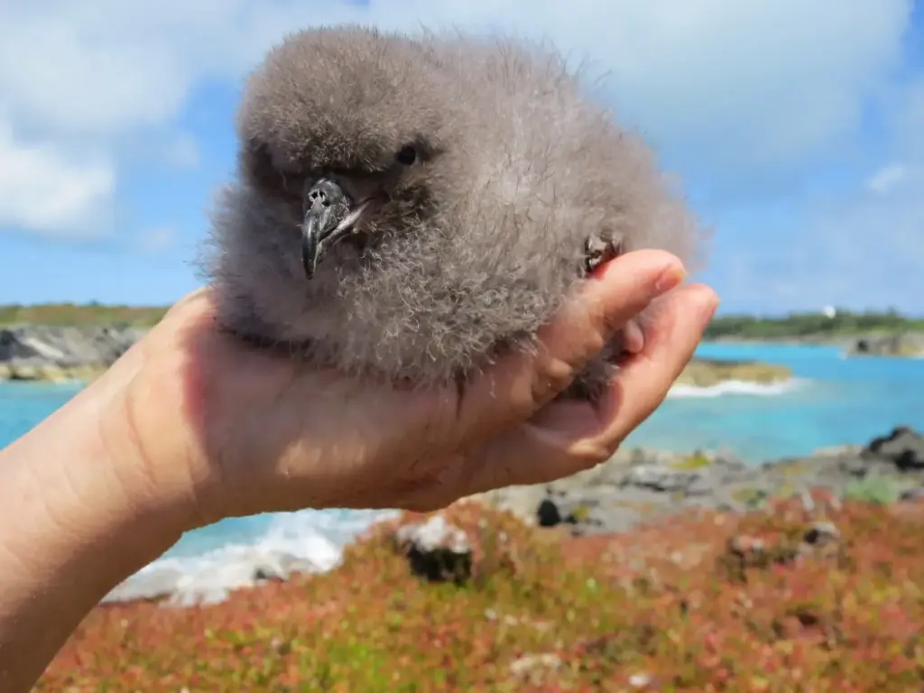 Gli animali “ritornati dall’estinzione”: le specie salvate quando sembravano perdute per sempre