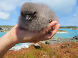 Gli animali “ritornati dall’estinzione”: le specie salvate quando sembravano perdute per sempre