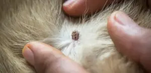 Insetti pericolosi per la salute dei nostri amici animali: cosa fare