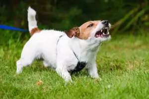Perché molti proprietari scambiano la reattività del cane per aggressività