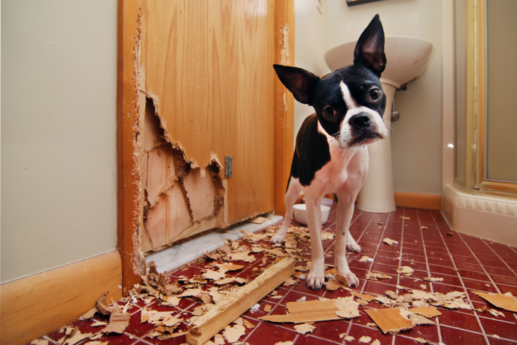 Le razze canine più difficili da gestire: quali sono e perché richiedono più esperienza