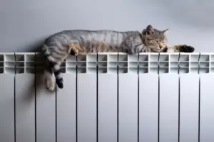 Gatti al caldo: come gestire il riscaldamento in inverno