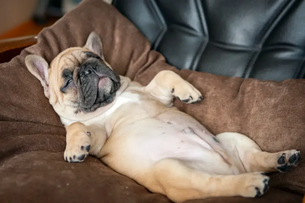Perché il sonno del cane è più importante di quanto pensi: i segnali da non ignorare