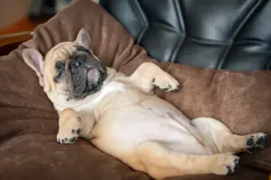 Perché il sonno del cane è più importante di quanto pensi: i segnali da non ignorare