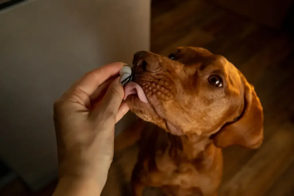 Probiotici per cani: 6 aspetti chiave da considerare secondo i veterinari