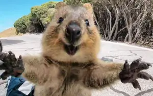 Gli animali che sembrano usciti da un cartone animato: le creature più sorprendenti della natura