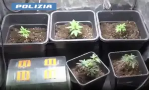 Coltivava 42 piante di marijuana in casa, e produceva documenti falsi: arrestato