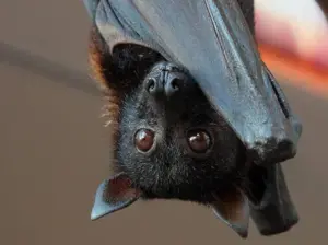 Animali che cambiano comportamento tra giorno e notte: molto più di gufi e pipistrelli
