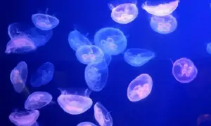 Le creature marine che brillano al buio: i segreti della bioluminescenza negli oceani