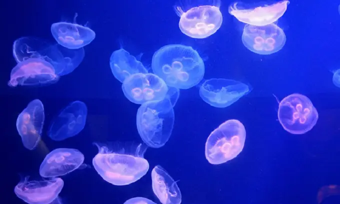 Le creature marine che brillano al buio: i segreti della bioluminescenza negli oceani