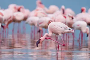 Fenicotteri rosa in Sicilia: perché aumentano ogni anno
