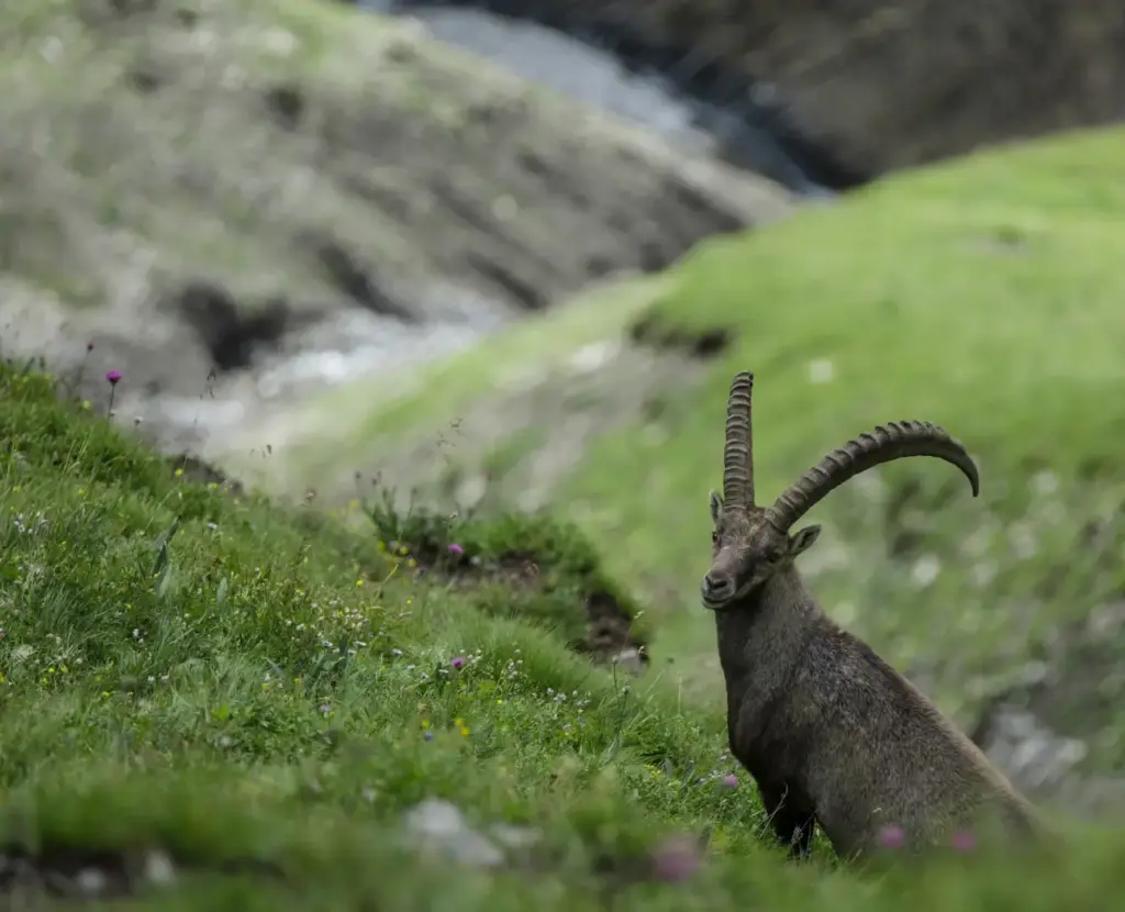 Da APF Valtellina | Il 3 marzo è World Wildlife Day: parchi e riserve della Valtellina raccontano l’impegno per la biodiversità alpina