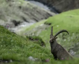 Da APF Valtellina | Il 3 marzo è World Wildlife Day: parchi e riserve della Valtellina raccontano l’impegno per la biodiversità alpina