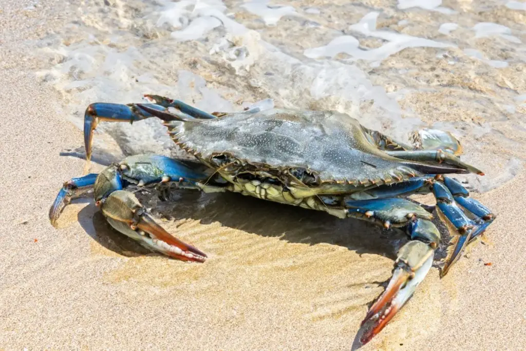 Le specie invasive che stanno cambiando il Mediterraneo: una nuova sfida per l’ecosistema marino