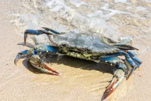 Le specie invasive che stanno cambiando il Mediterraneo: una nuova sfida per l’ecosistema marino