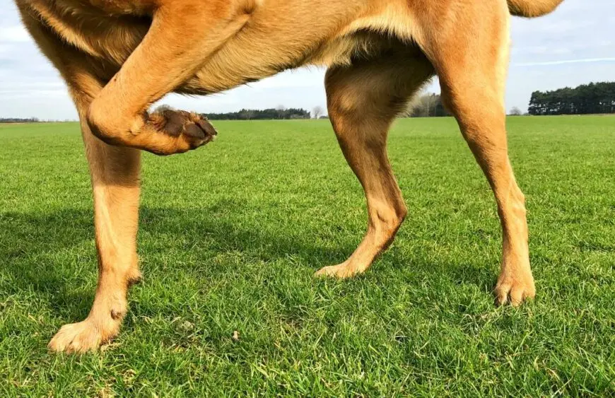 Cani e gatti che fingono di zoppicare: perché lo fanno e cosa c’è davvero dietro