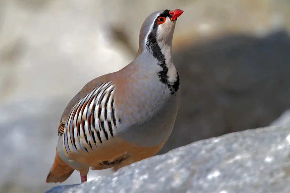 Fauna selvatica, Regione sigla protocollo per riportare la Coturnice di Sicilia a Pantelleria