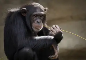 Scopri quali sono gli animali che usano strumenti come gli esseri umani