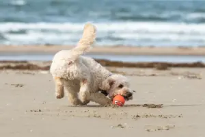 Consigli per viaggiare, andare in spiaggia o al ristorante con i propri animali