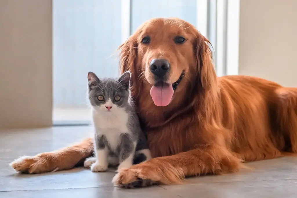 Quando un animale “difende” un altro animale in famiglia