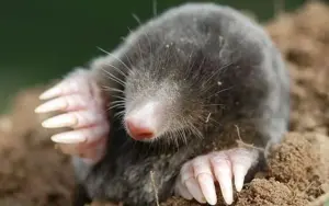 Animali che vivono quasi sempre invisibili all’uomo: il mondo nascosto sotto i nostri piedi