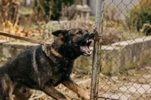 Quando la polizia è costretta a sparare a un cane: cosa dice la legge italiana
