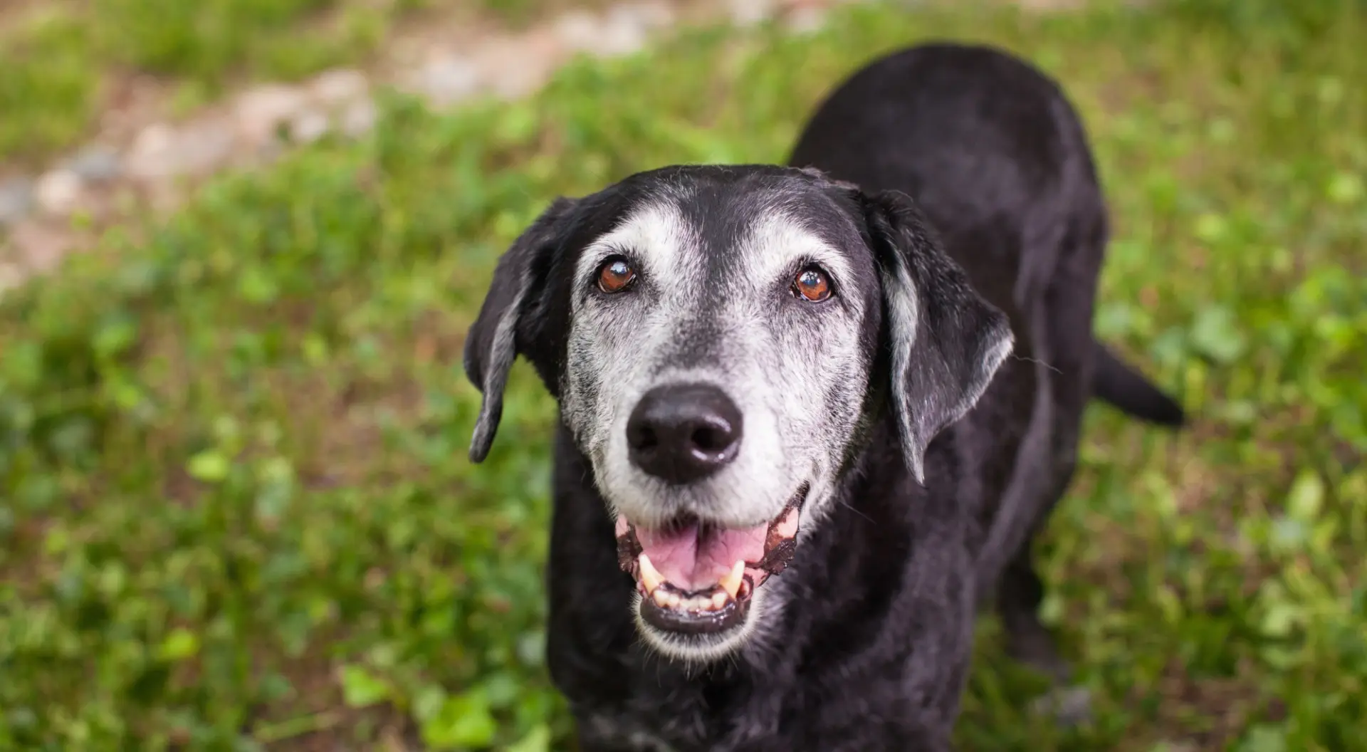 Come cambia l’approccio alla cura di cani e gatti anziani