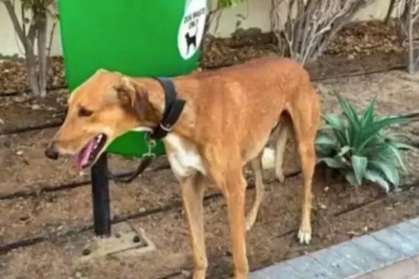 Effetti della guerra per cani, gatti e conigli abbandonati negli Emirati Arabi
