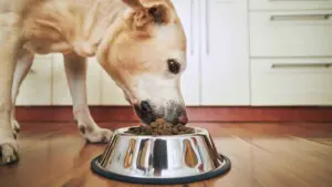 La dieta ideale per cani e gatti: alimentazione corretta, cibi vietati e gestione del peso