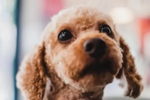 7 segnali che il tuo cane si sente trascurato (e spesso non ce ne accorgiamo)