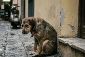 Violenza sugli animali: cosa prevede la legge e quali sono le pene