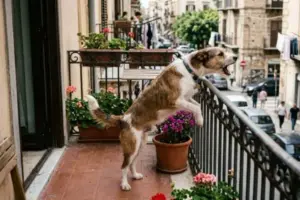 Cane in appartamento che abbaia e disturba i vicini: cosa prevede la legge