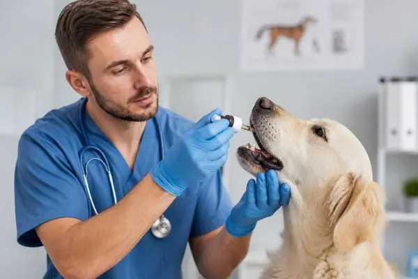 Cannabis e animali: cosa dice la ricerca veterinaria su CBD, dolore e ansia nei pet