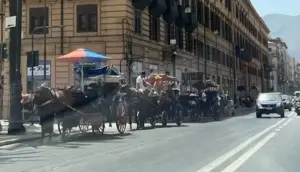 Palermo, cavallo imbizzarrito in piazza San Domenico: intervento della Municipale