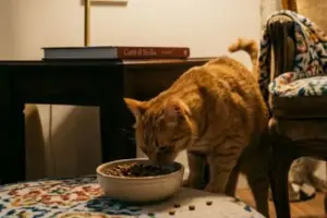 Scopri qual è l’alimentazione corretta per i gatti sterilizzati