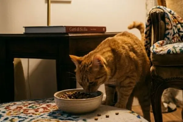 Scopri qual è l’alimentazione corretta per i gatti sterilizzati