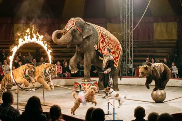 Animali nei circhi: cosa dice la legge per la loro tutela