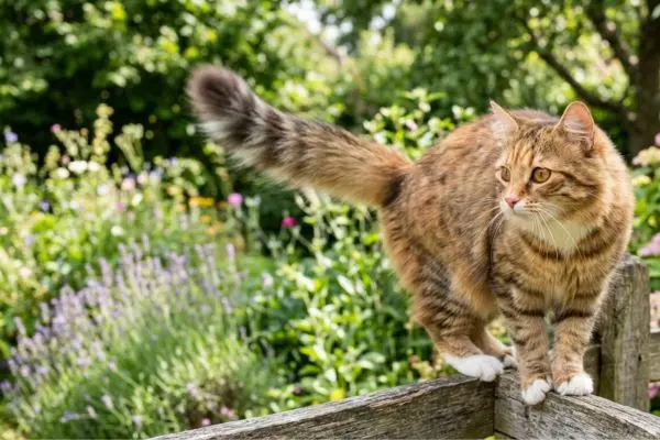 I gatti “parlano” con la coda: tutti i significati nascosti dei loro movimenti