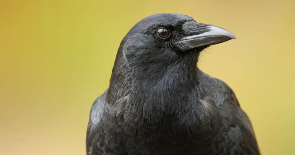 I corvi riconoscono davvero i volti umani? La sorprendente intelligenza di questi uccelli