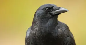 I corvi riconoscono davvero i volti umani? La sorprendente intelligenza di questi uccelli