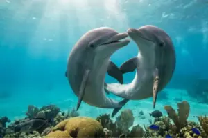 Le specie animali che si “innamorano” per tutta la vita