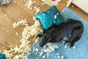 Perché il cane distrugge casa quando resta solo: cosa c’è davvero dietro