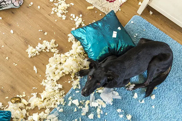 Perché il cane distrugge casa quando resta solo: cosa c’è davvero dietro