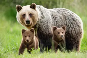 Le mamme più protettive del mondo animale: ecco le specie che difendono i cuccioli a ogni costo