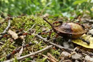 La comunicazione segreta tra formiche e bruchi: il ruolo sorprendente del ritmo in natura