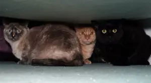 Gli animali che “prevedono” terremoti e tempeste: percezioni sensoriali estreme